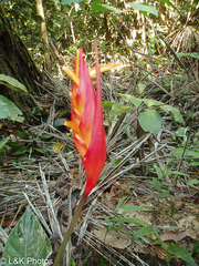 Heliconia densiflora