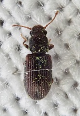 Berginus tamarisci