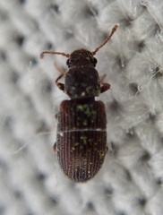 Berginus tamarisci