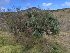 Chenopodium oahuense