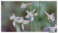 Delphinium gracilentum