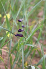 Gladiolus atroviolaceus
