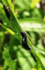 Trirhabda canadensis