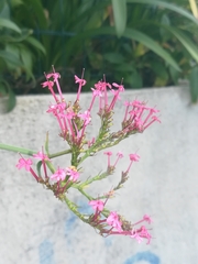 Centranthus