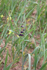 Gladiolus atroviolaceus