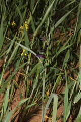 Gladiolus atroviolaceus