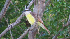 Pitangus sulphuratus