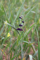 Gladiolus atroviolaceus
