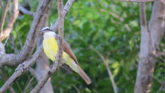 Pitangus sulphuratus