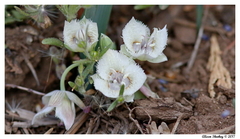Calochortus westonii