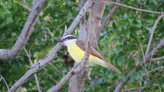 Pitangus sulphuratus