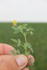 Medicago rotata