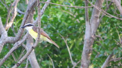 Pitangus sulphuratus