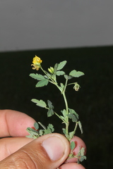 Medicago rotata