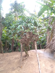 Trichostigma octandrum