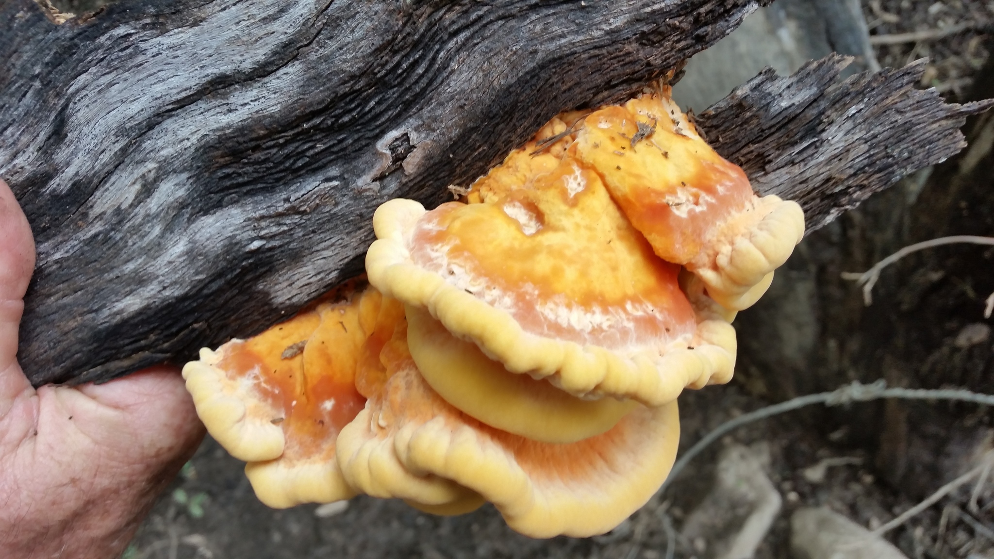Polyporus sulphureus<br>27 September, 2016