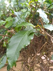 Trichostigma octandrum