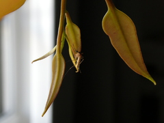 Culex pipiens molestus