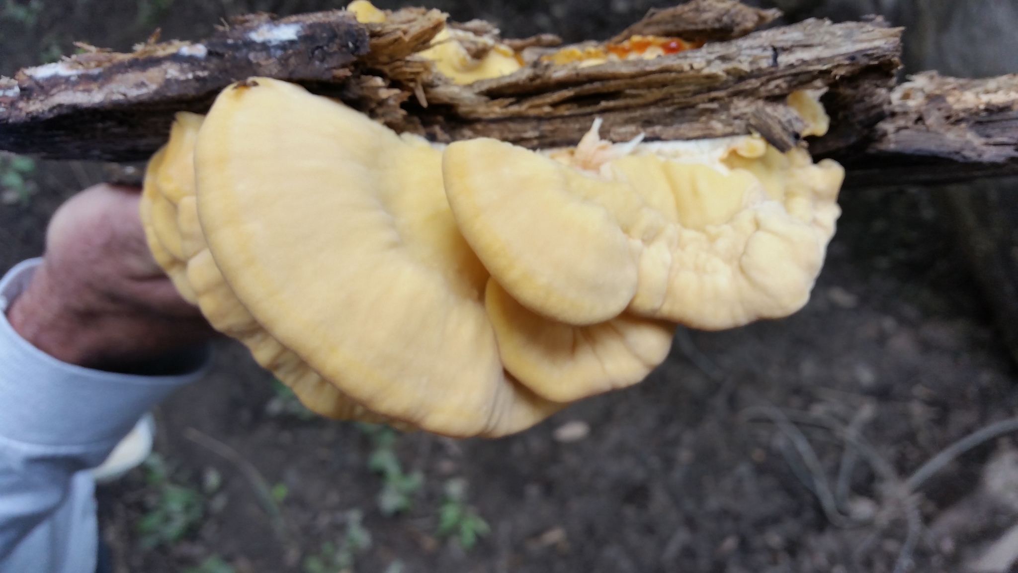 Polyporus sulphureus<br>27 September, 2016