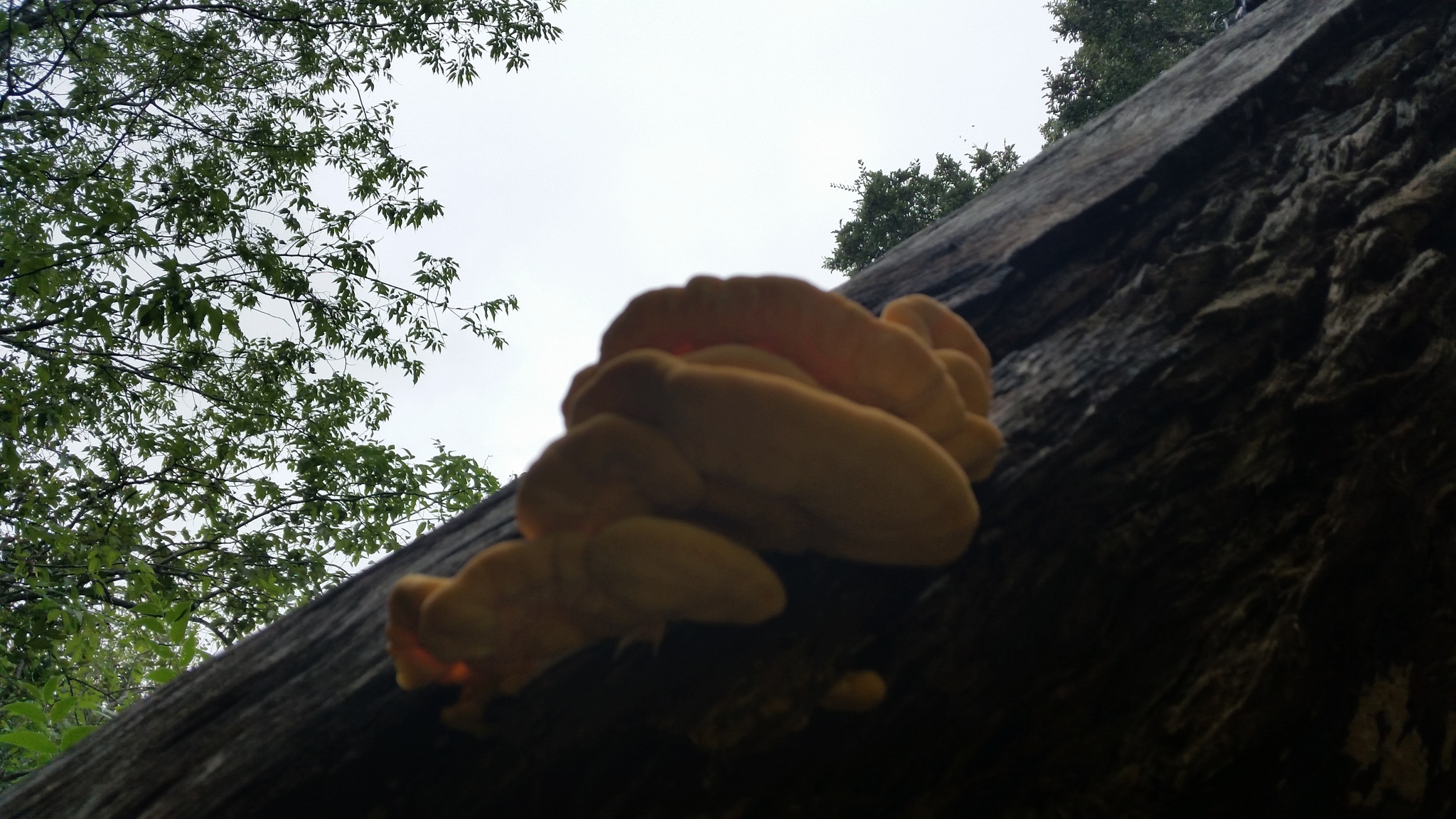 Polyporus sulphureus<br>27 September, 2016