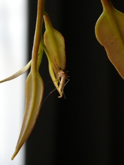 Culex pipiens molestus