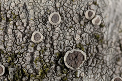 Lecanora caesiorubella