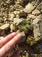 Brachyglottis bellidioides