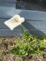 Zantedeschia