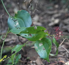 Smilax bracteata