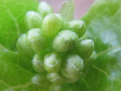 Symplocos sawafutagi