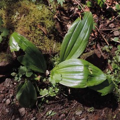 Scoliopus hallii