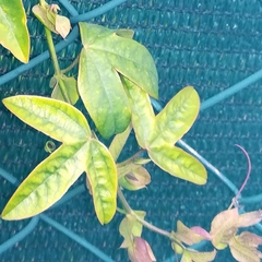 Passiflora