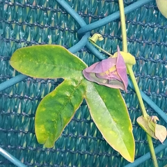 Passiflora