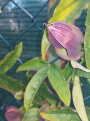 Passiflora