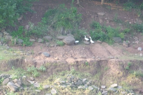 Domestic Swan Goose