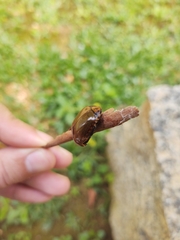 Lagochile dilatata