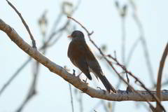 Turdus rufopalliatus