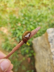 Lagochile dilatata