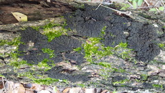 Leptogium phyllocarpum var. phyllocarpum image