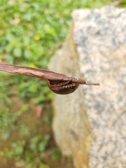 Lagochile dilatata