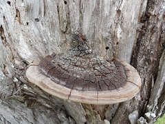 Phellinus badius