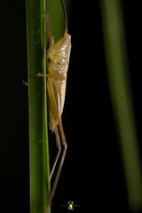 Conocephalus leptopterus