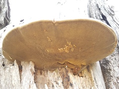 Phellinus badius