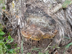 Phellinus badius