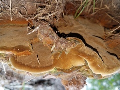 Phellinus badius