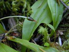Scoliopus hallii
