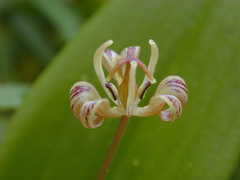 Scoliopus hallii