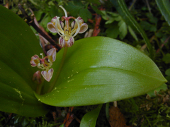 Scoliopus hallii