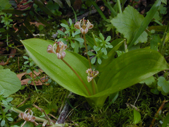 Scoliopus hallii