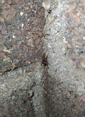 Steatoda grossa